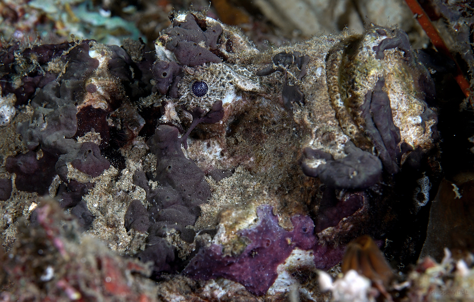 Banda Sea 2018 - DSC05637_rc  - Estuarine stonefish - Poisson Pierre - Synanceia Horrida.jpg